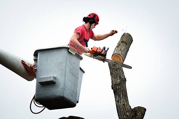 Best Residential Tree Removal  in New Castle, DE